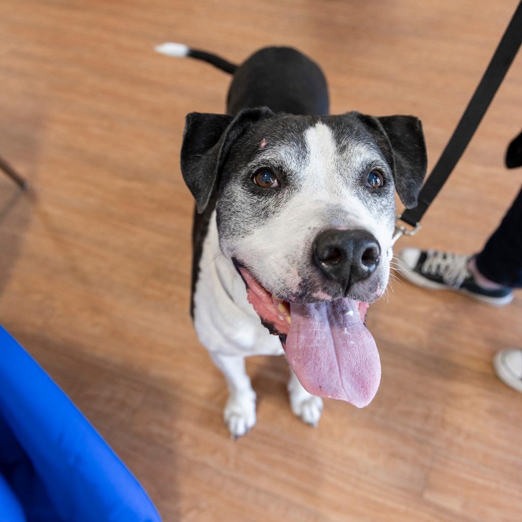 Enlarge Moe, a Adoptable Mixed Breed in Gainesville, FL image 2/6