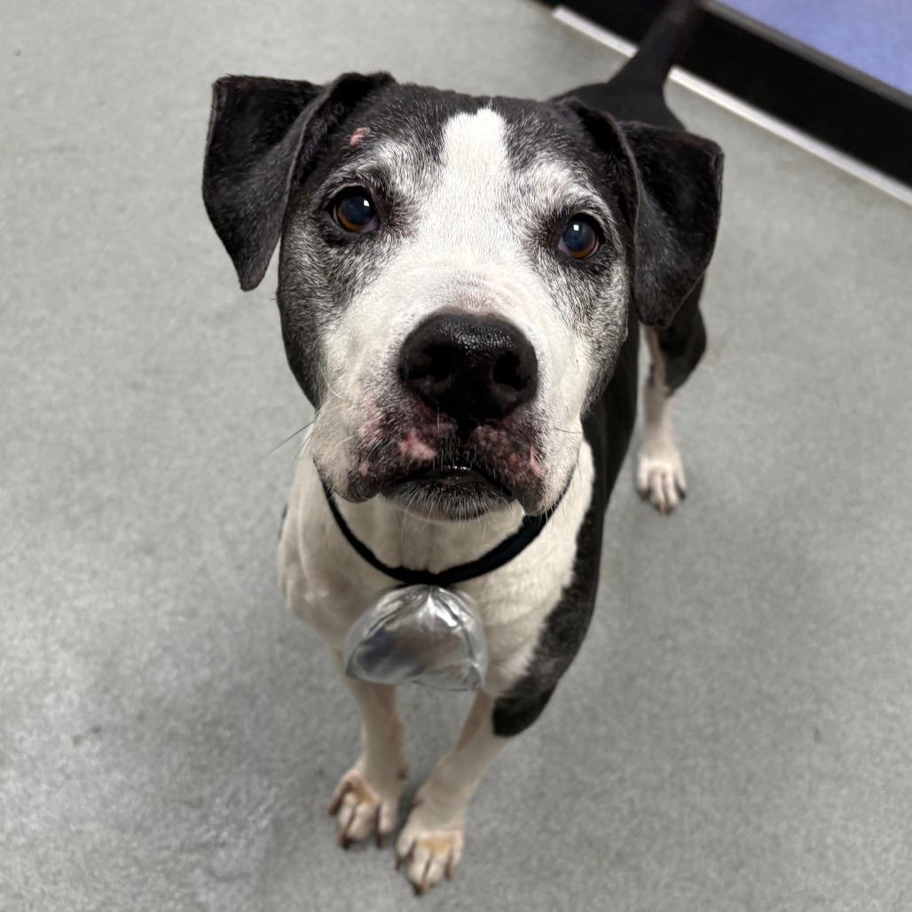 Enlarge Moe, a Adoptable Mixed Breed in Gainesville, FL image 5/6