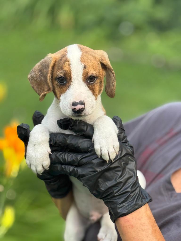 Honey, Adoptable, Puppy Male Beagle & German Shorthaired Pointer.
