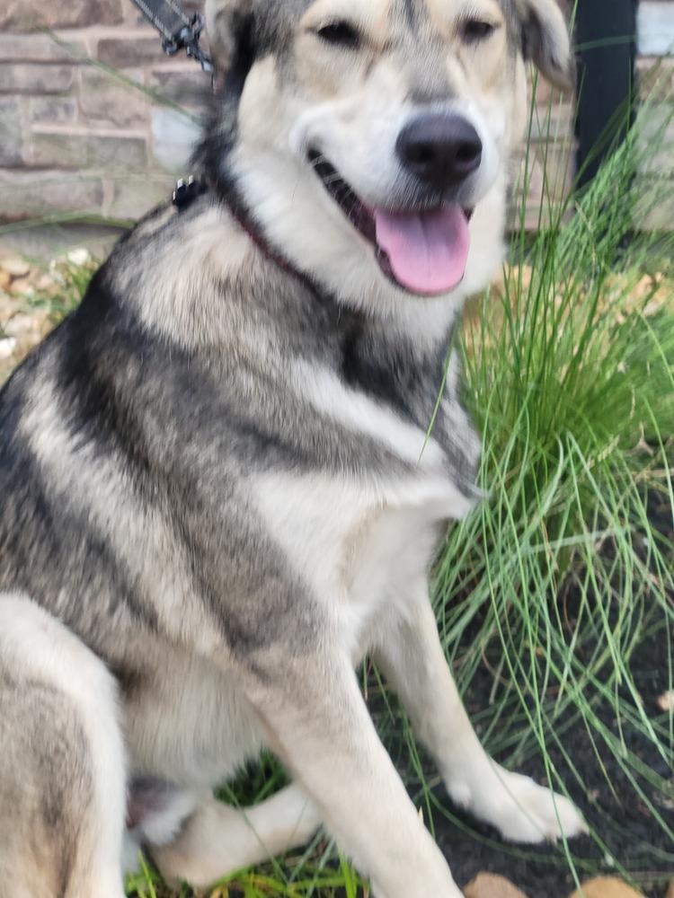 Enlarge POTTER, a Adoptable mixed breed in Richmond, TX image 2/3