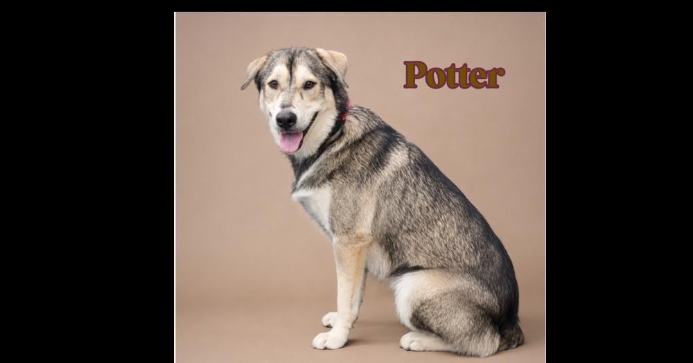 Enlarge POTTER, a Adoptable mixed breed in Richmond, TX image 1/3