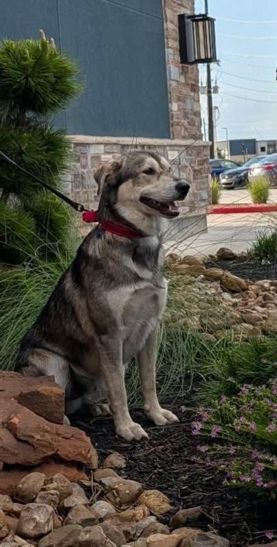 Enlarge POTTER, a Adoptable mixed breed in Richmond, TX image 3/3