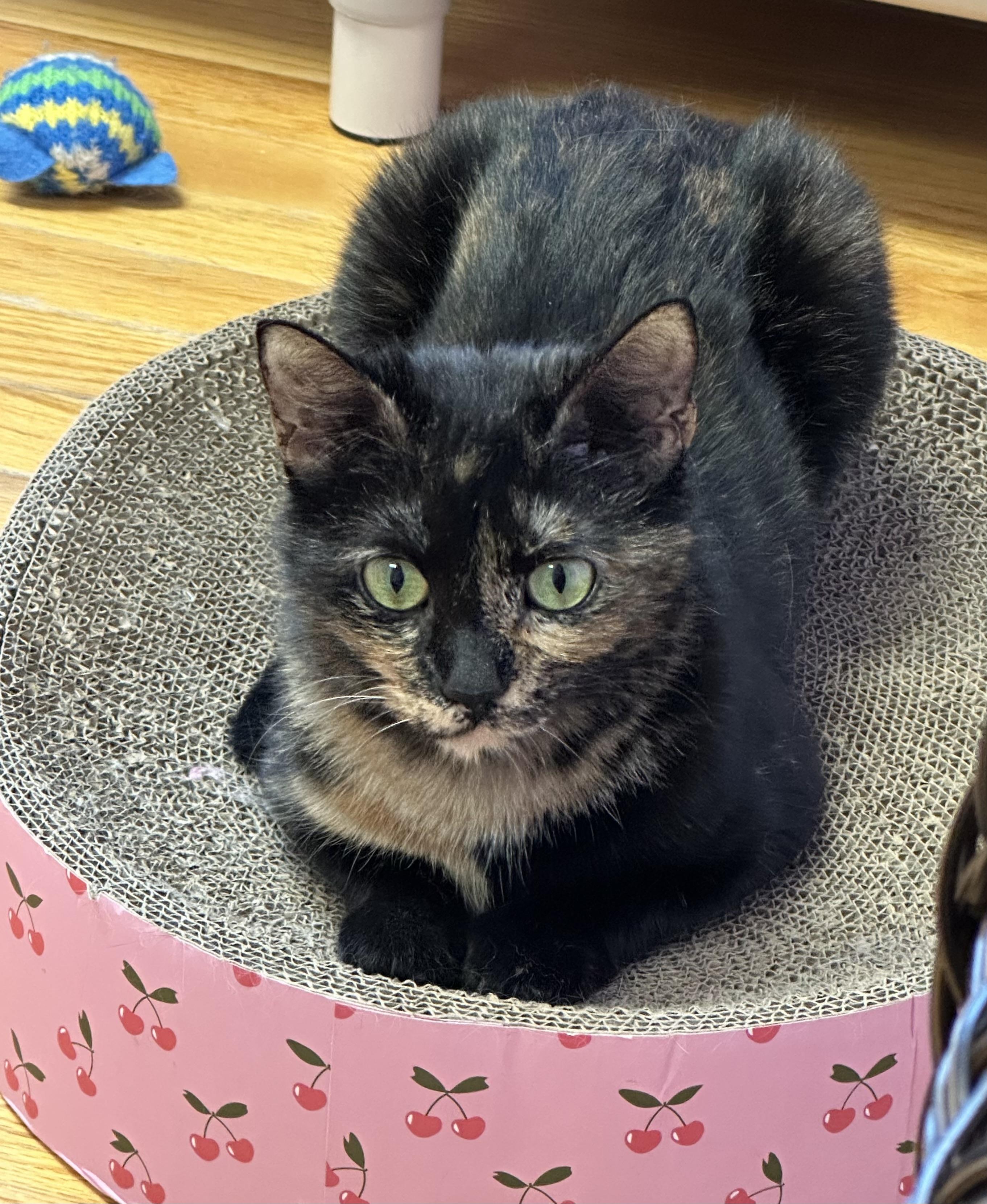 Enlarge Amber Female Young Adult Tortie, a ADOPTABLE Tortoiseshell in Monroe, NC image 1/5