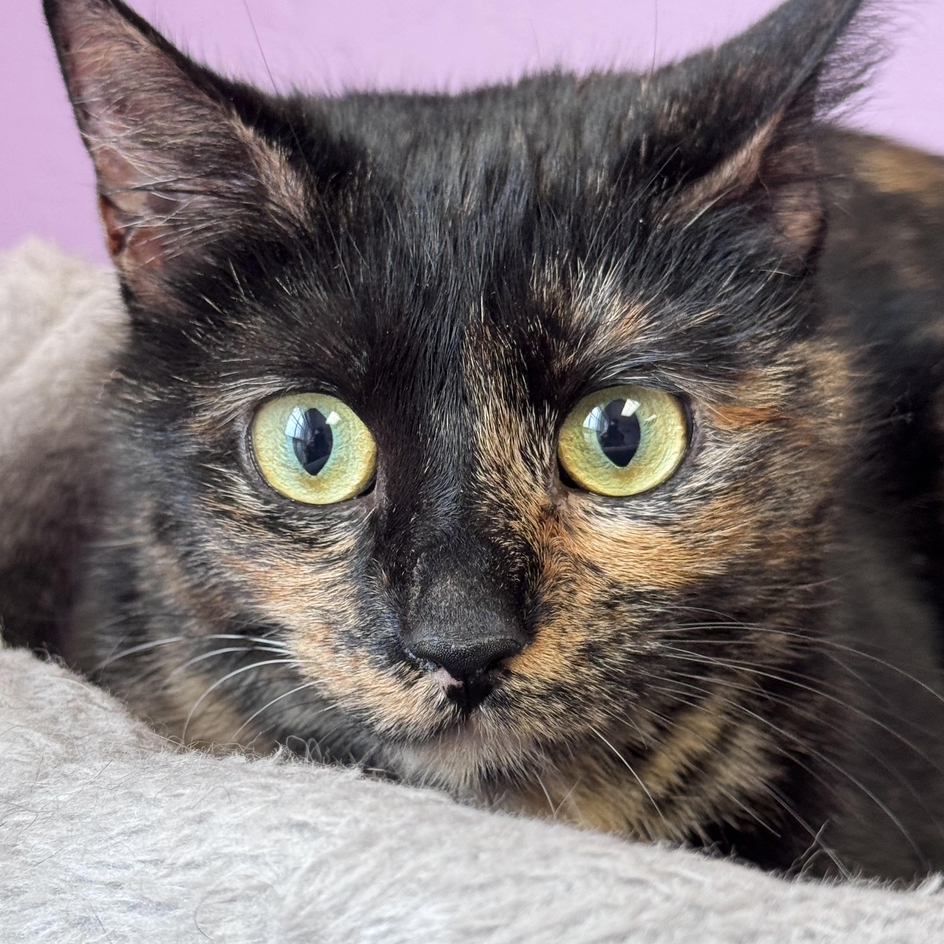 Enlarge Amber Female Young Adult Tortie, a ADOPTABLE Tortoiseshell in Monroe, NC image 5/5