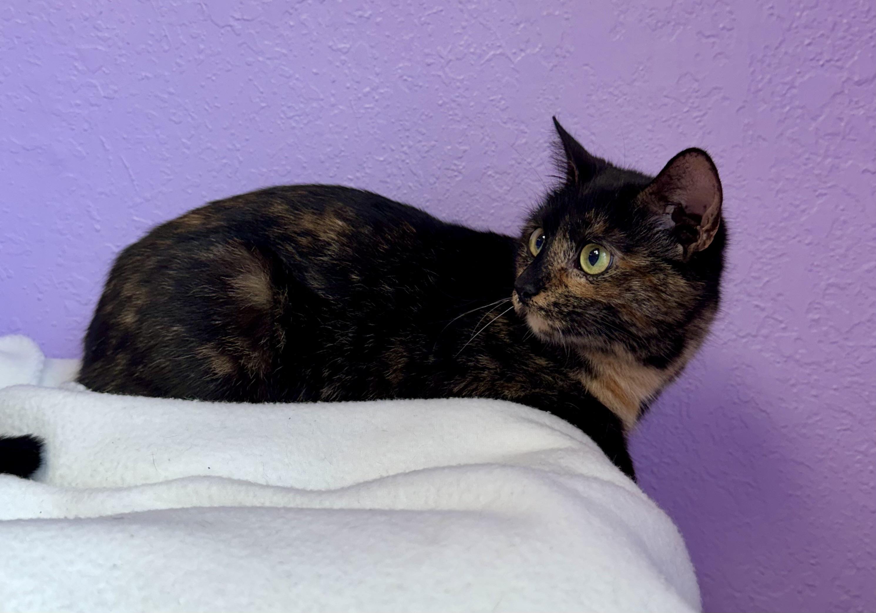 Enlarge Amber Female Young Adult Tortie, a ADOPTABLE Tortoiseshell in Monroe, NC image 4/5