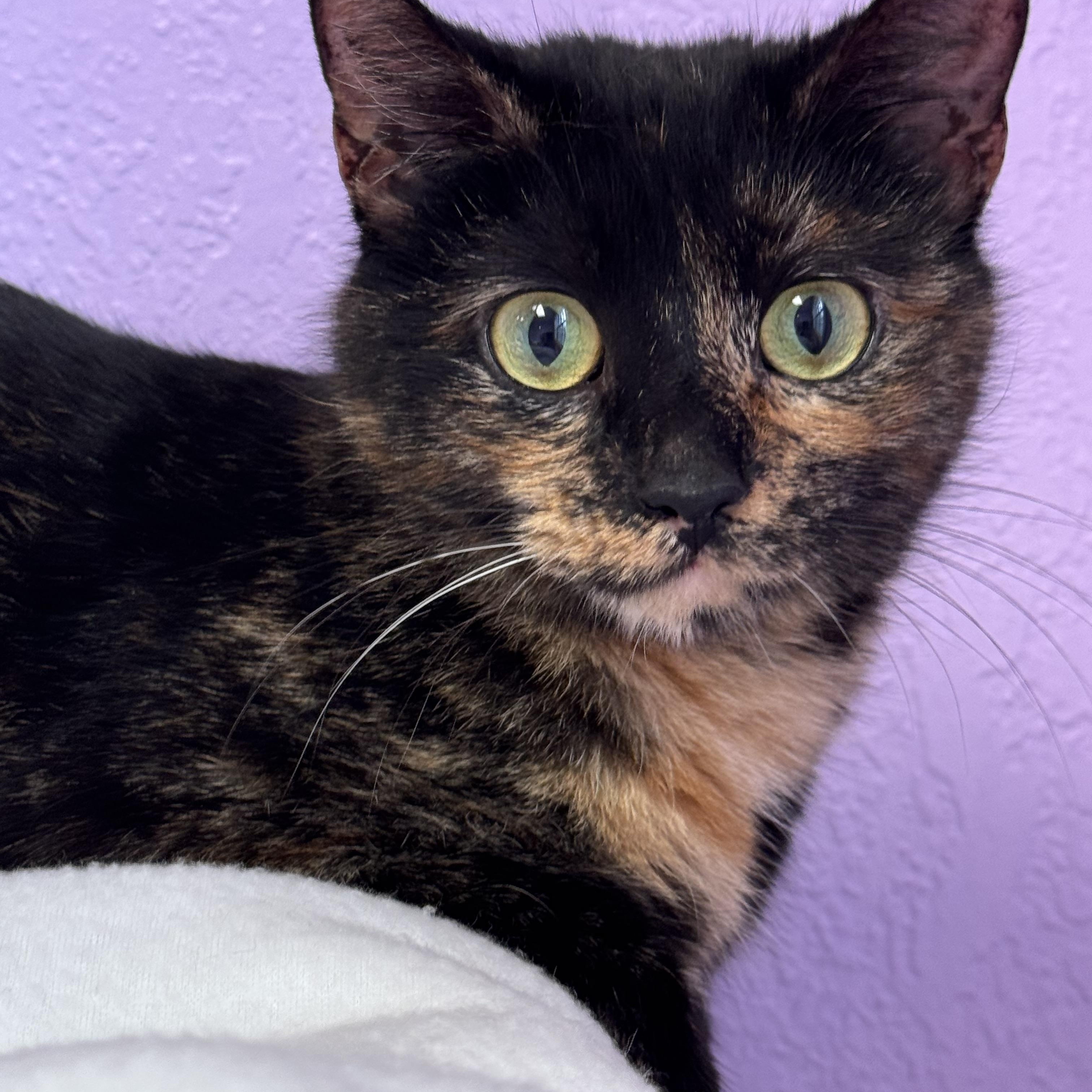 Enlarge Amber Female Young Adult Tortie, a ADOPTABLE Tortoiseshell in Monroe, NC image 2/5