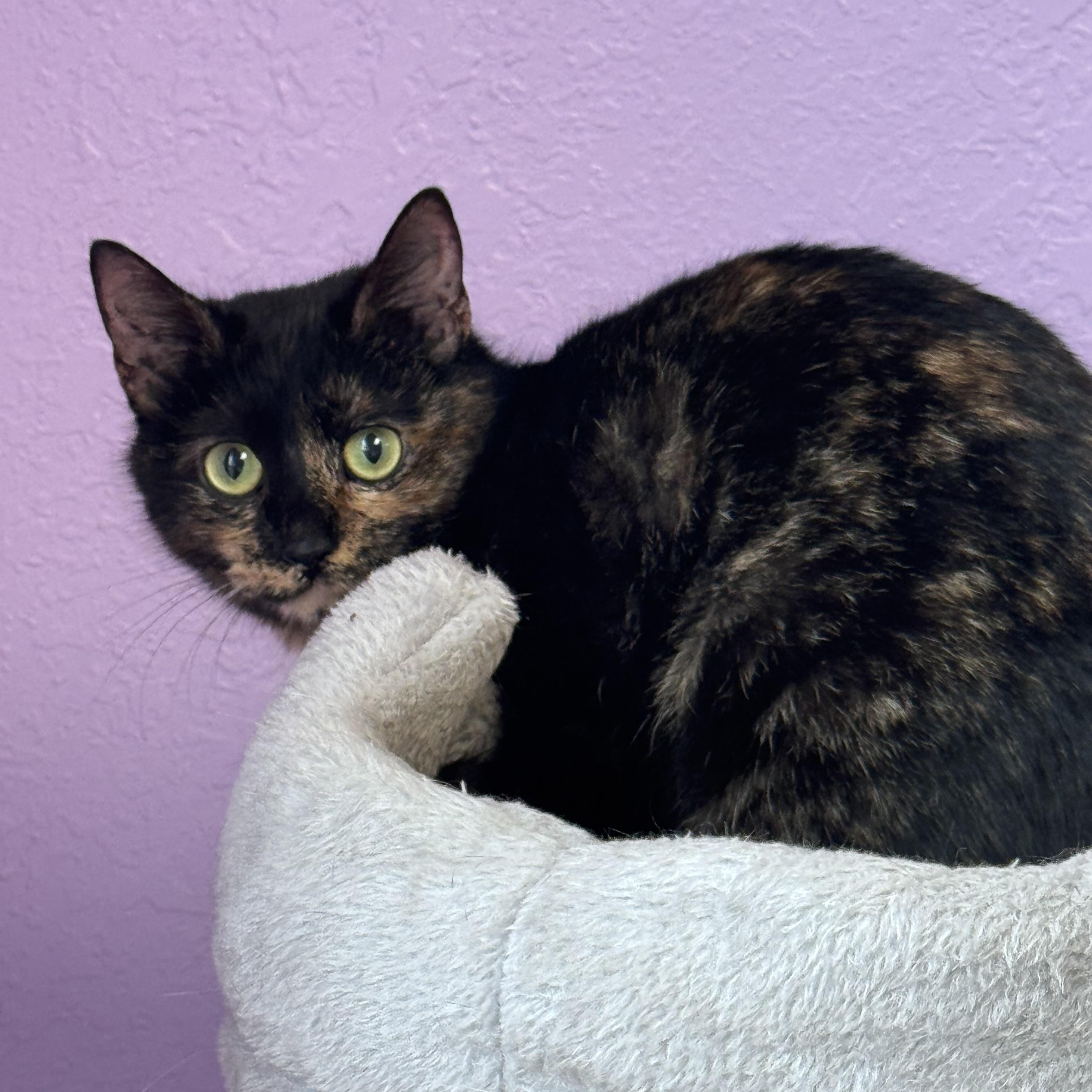 Amber Female Young Adult Tortie, ADOPTABLE, Young Female Tortoiseshell.