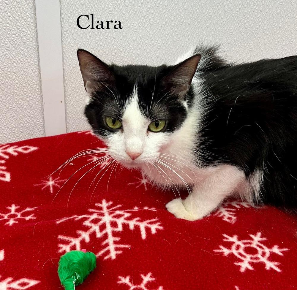 Clara, Adoptable, Young Female Domestic Short Hair.
