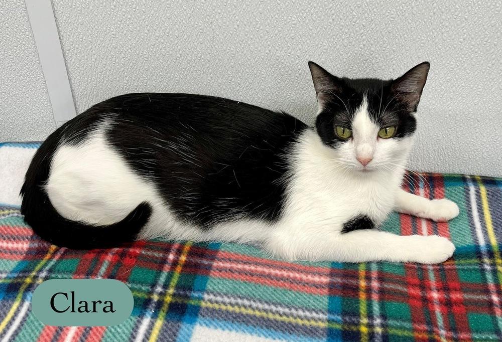 Enlarge Clara, a Adoptable Domestic Short Hair in Chalfont, PA image 2/6