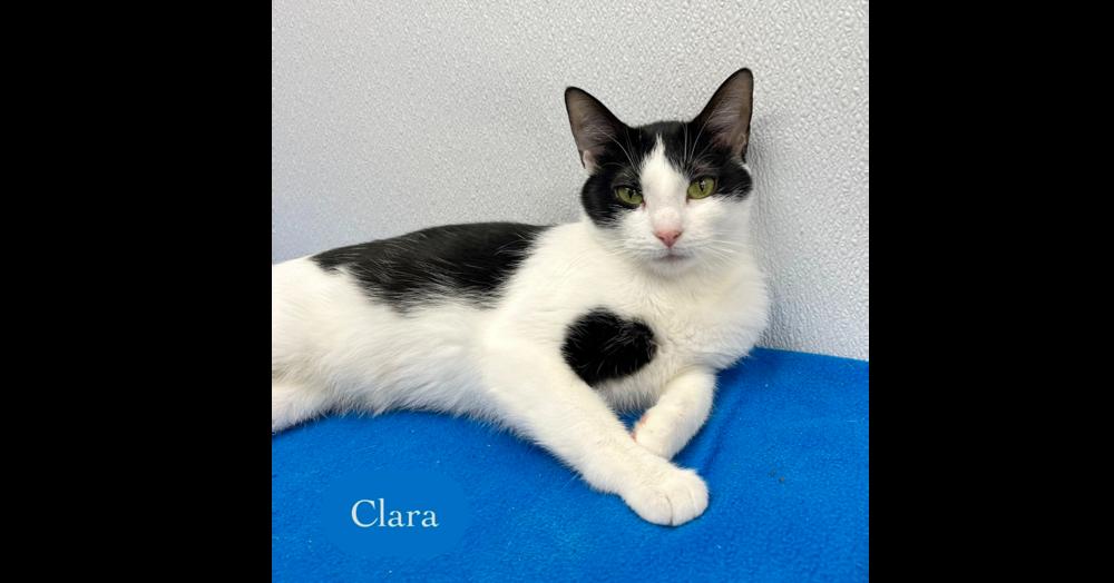 Enlarge Clara, a Adoptable Domestic Short Hair in Chalfont, PA image 3/6