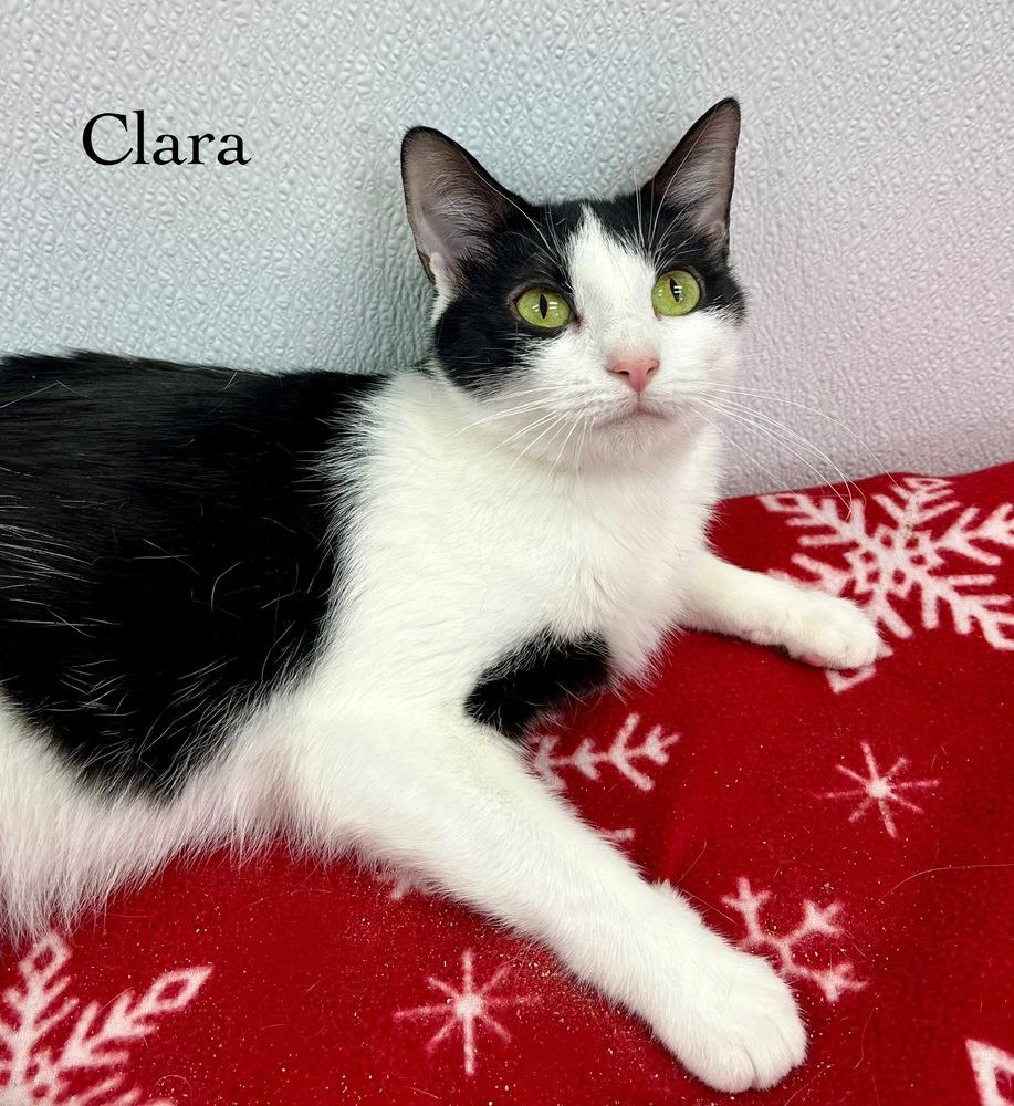 Enlarge Clara, a Adoptable Domestic Short Hair in Chalfont, PA image 4/6
