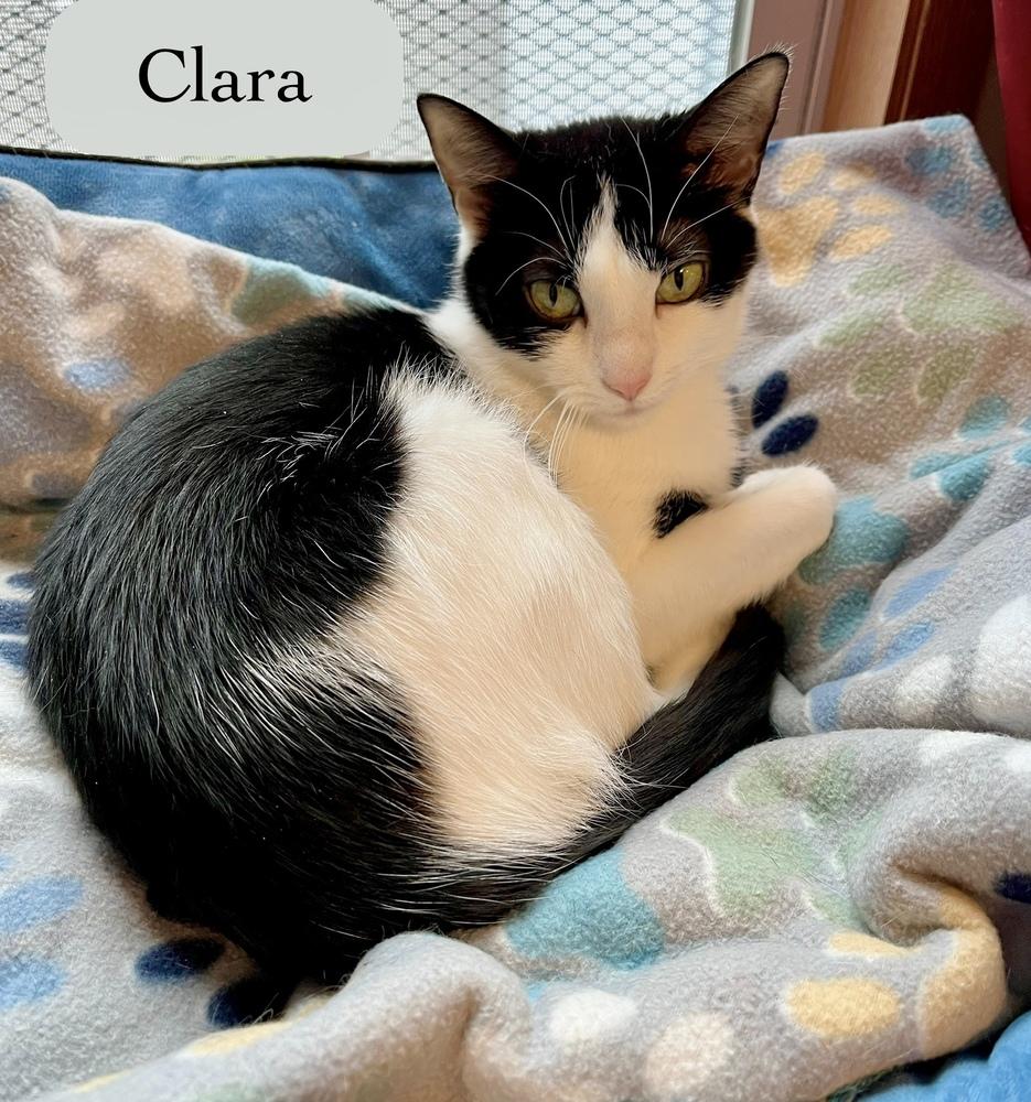 Enlarge Clara, a Adoptable Domestic Short Hair in Chalfont, PA image 2/6