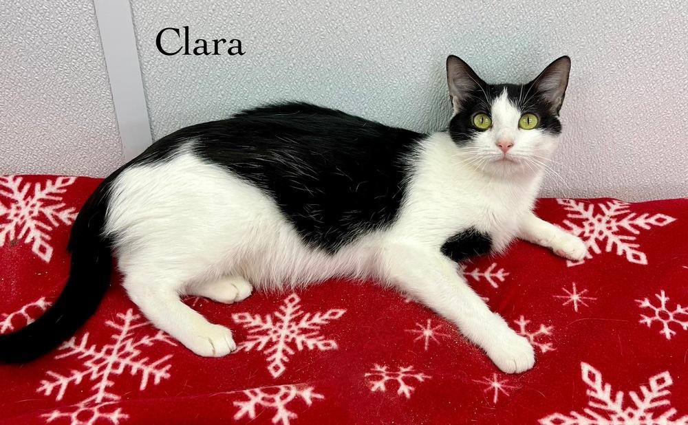 Enlarge Clara, a Adoptable Domestic Short Hair in Chalfont, PA image 3/6