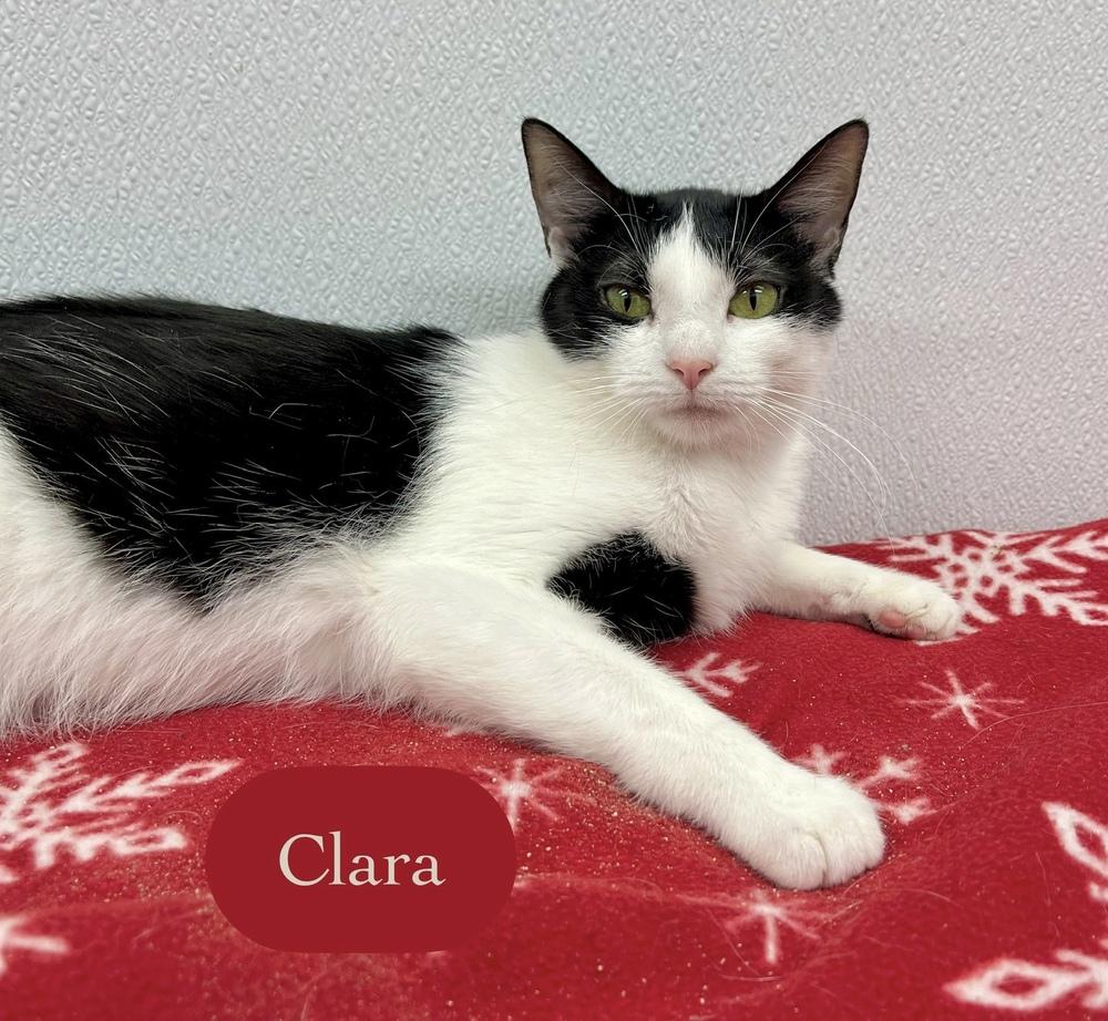 Enlarge Clara, a Adoptable Domestic Short Hair in Chalfont, PA image 5/6