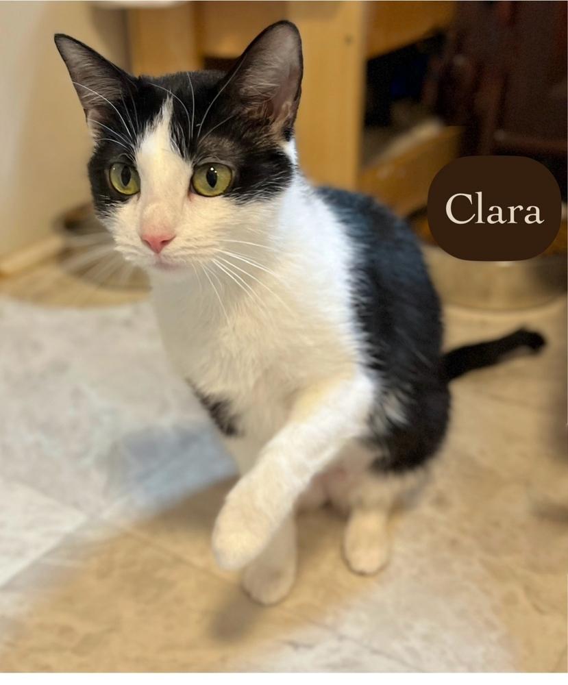 Enlarge Clara, a Adoptable Domestic Short Hair in Chalfont, PA image 5/6