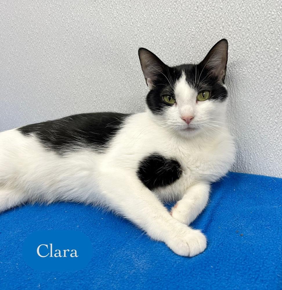 Enlarge Clara, a Adoptable Domestic Short Hair in Chalfont, PA image 6/6