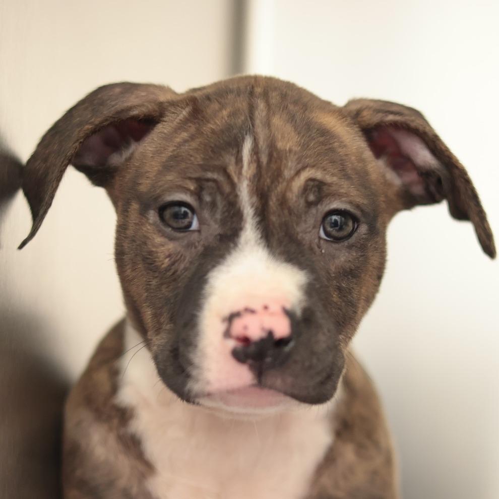 Florence — thumbnail 4