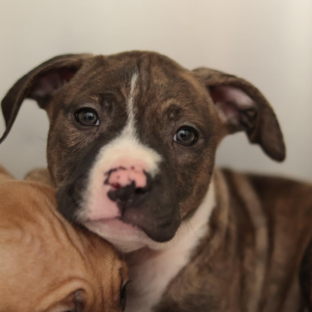 Florence — thumbnail 5