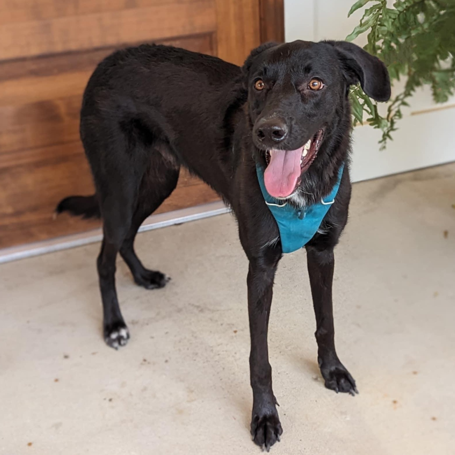 Lefty, a Adoptable mixed breed in Helena, AL image 2/5