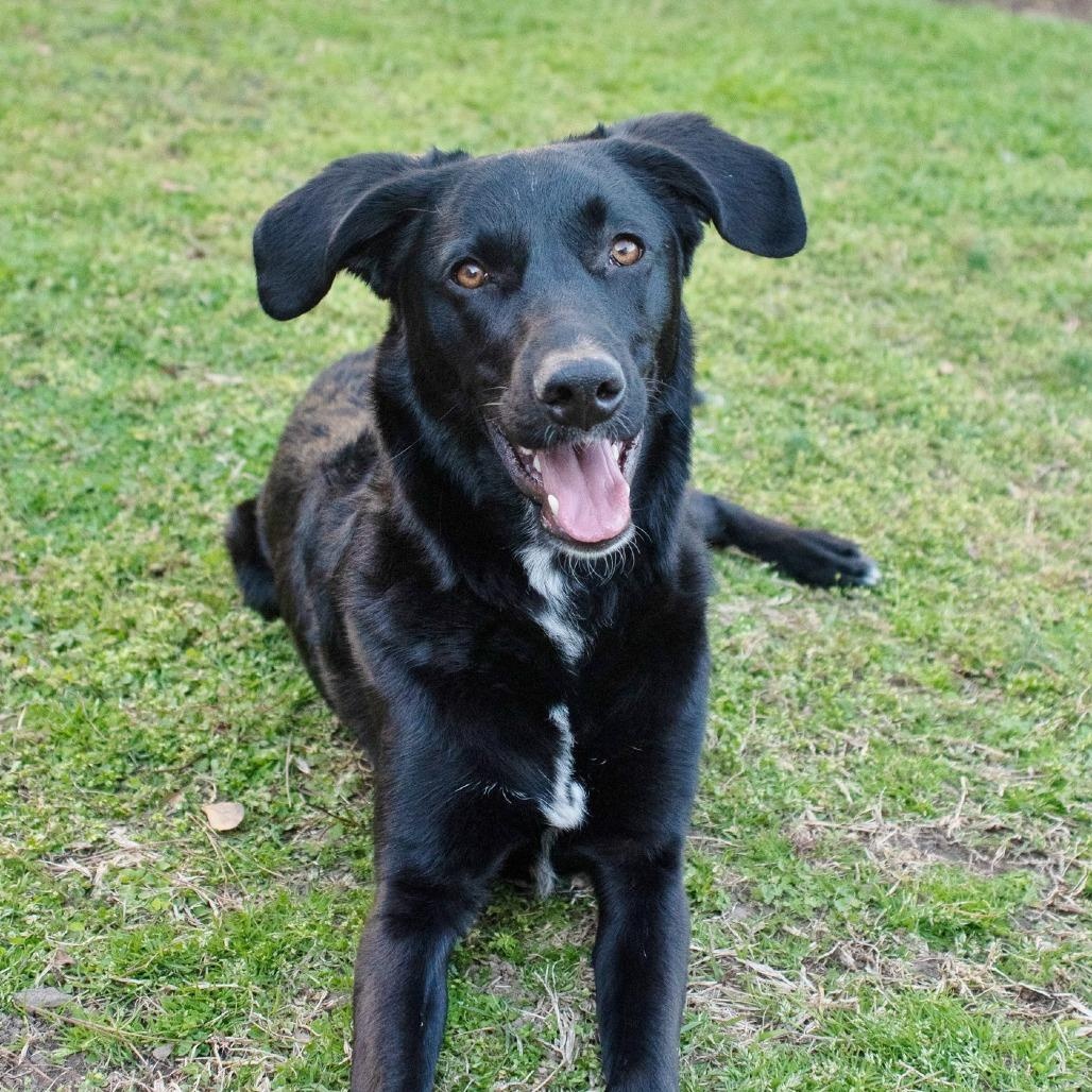 Lefty, Adoptable, Young Male Labrador Retriever.