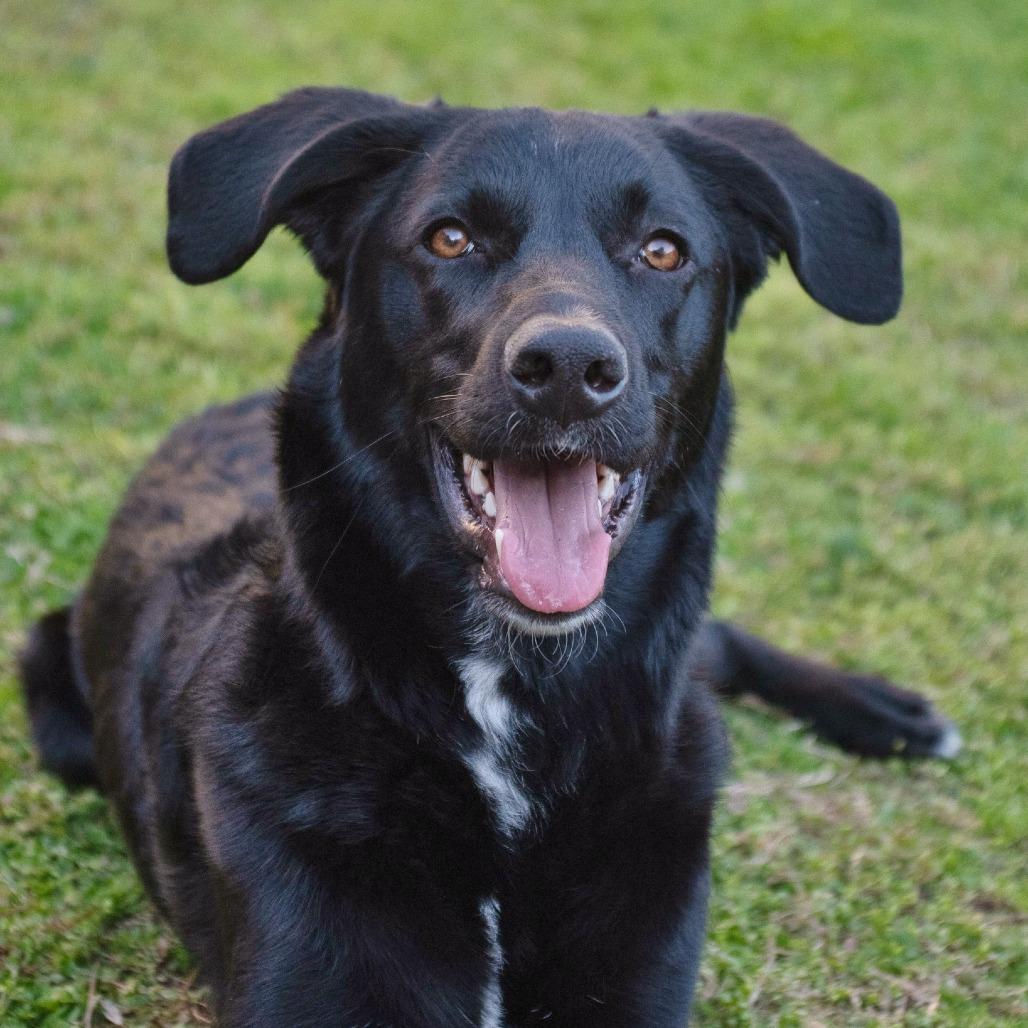 Lefty, a Adoptable mixed breed in Helena, AL image 4/5