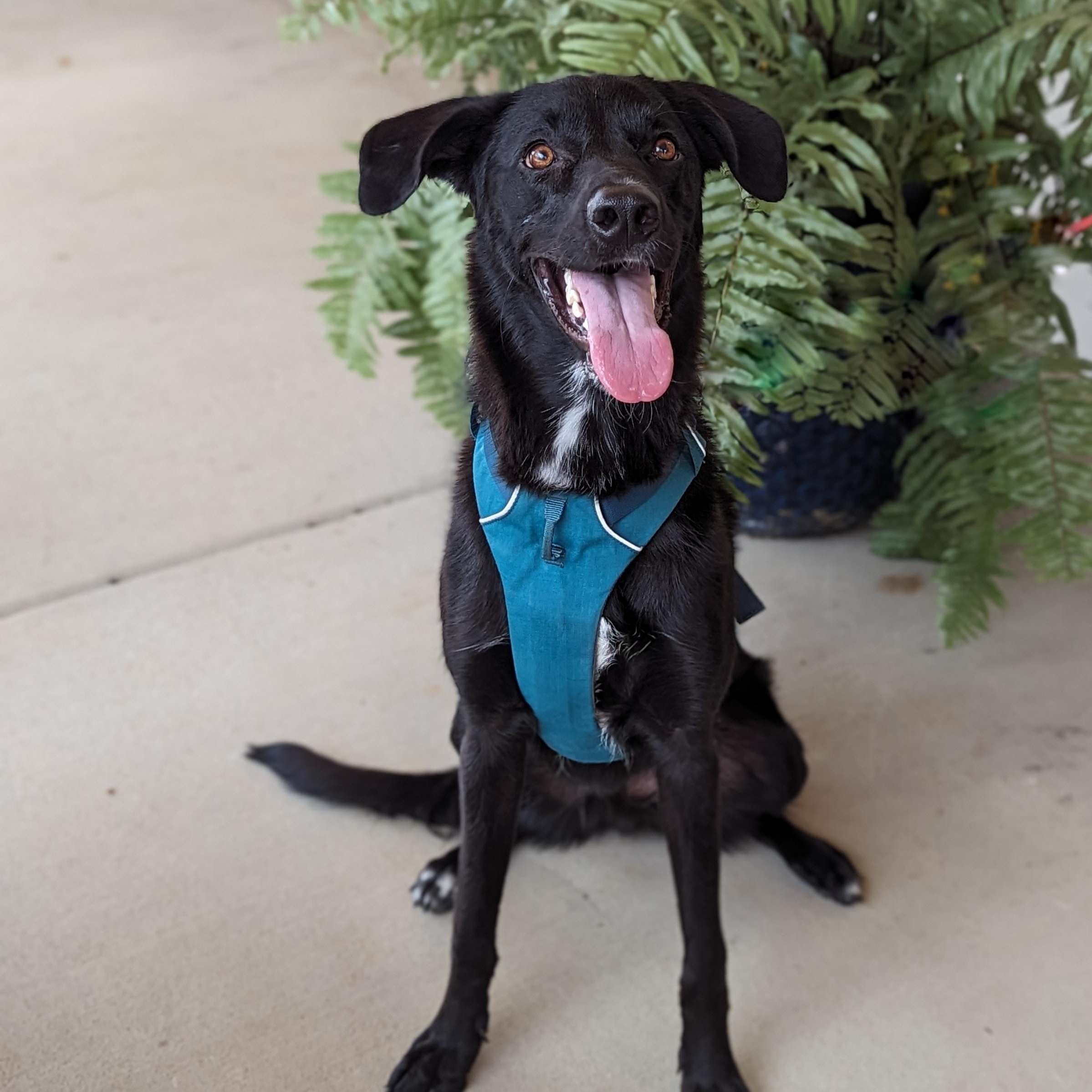 Lefty, a Adoptable mixed breed in Helena, AL image 1/5