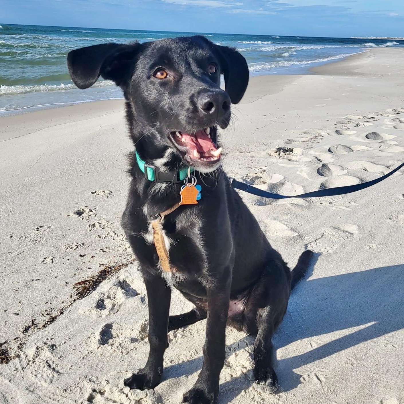Lefty, Adoptable, Young Male Labrador Retriever.