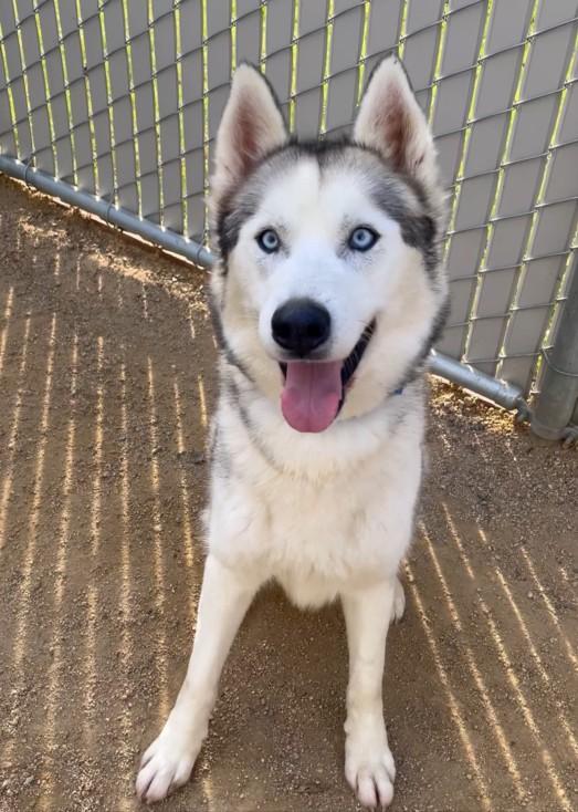 Cobra the Stunner, ADOPTABLE, Adult Male Siberian Husky.