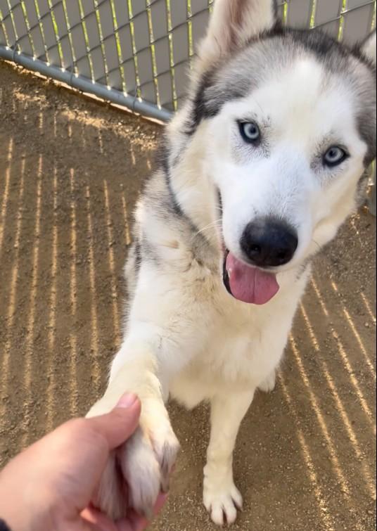 Enlarge Cobra the Stunner, a ADOPTABLE Siberian Husky in San Bernardino, CA image 2/8