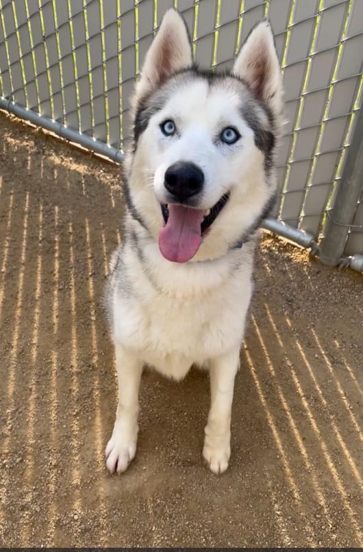 Enlarge Cobra the Stunner, a ADOPTABLE Siberian Husky in San Bernardino, CA image 3/8