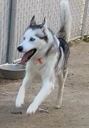 Enlarge Cobra the Stunner, a ADOPTABLE Siberian Husky in San Bernardino, CA image 4/8