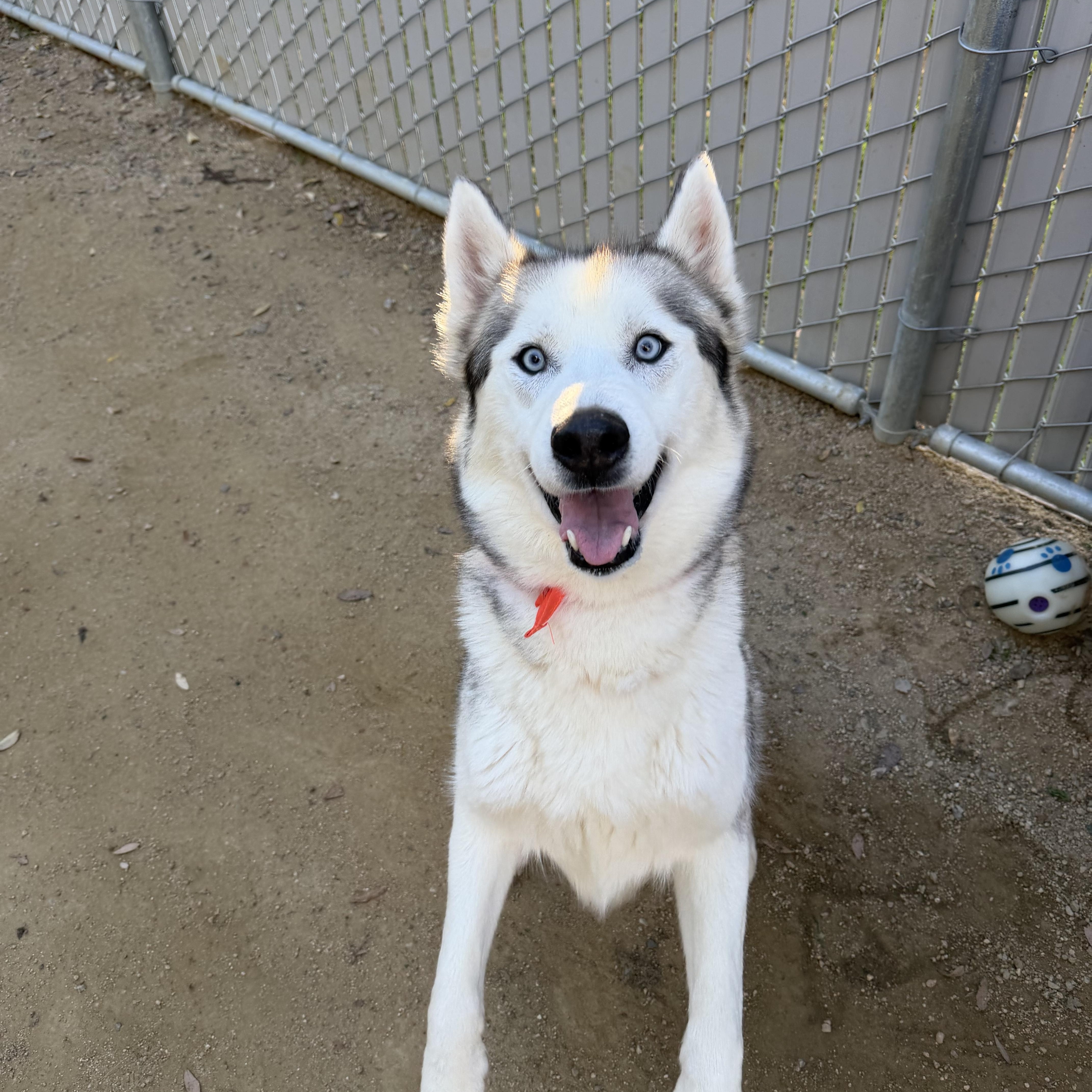 Enlarge Cobra the Stunner, a ADOPTABLE Siberian Husky in San Bernardino, CA image 5/8