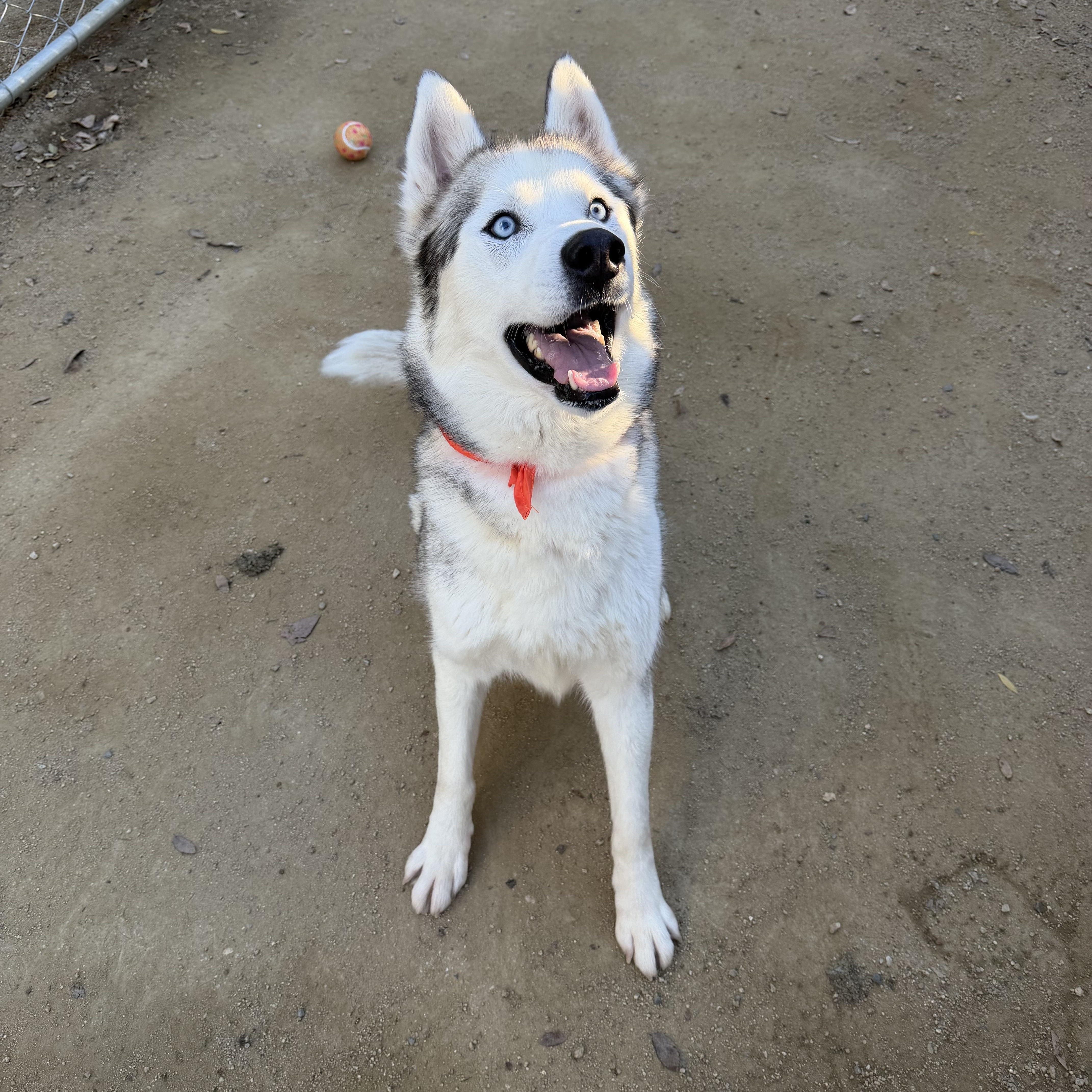 Enlarge Cobra the Stunner, a ADOPTABLE Siberian Husky in San Bernardino, CA image 6/8