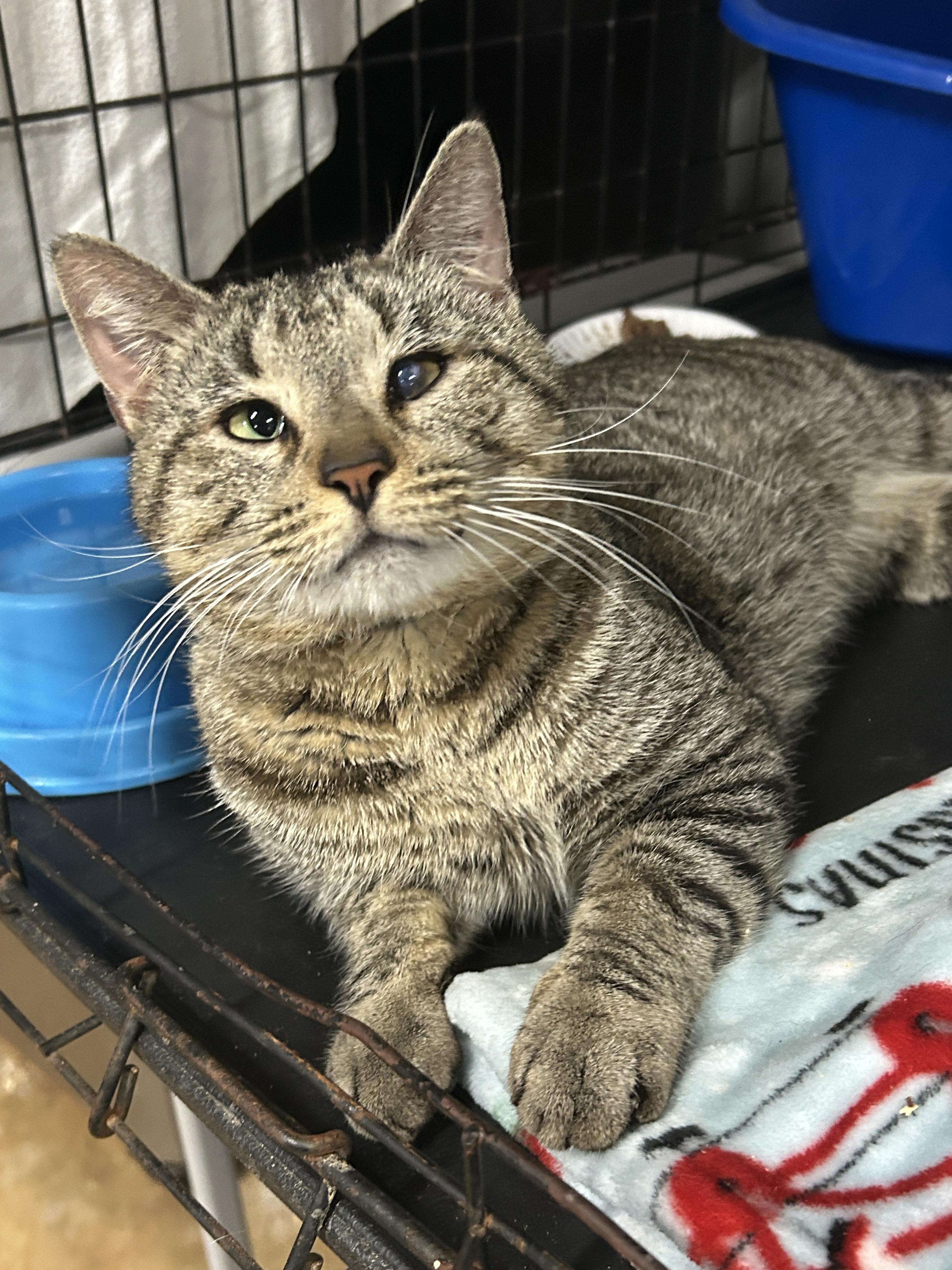 Enlarge Biggie Smalls, a Adoptable mixed breed in Marble Falls, TX image 2/3