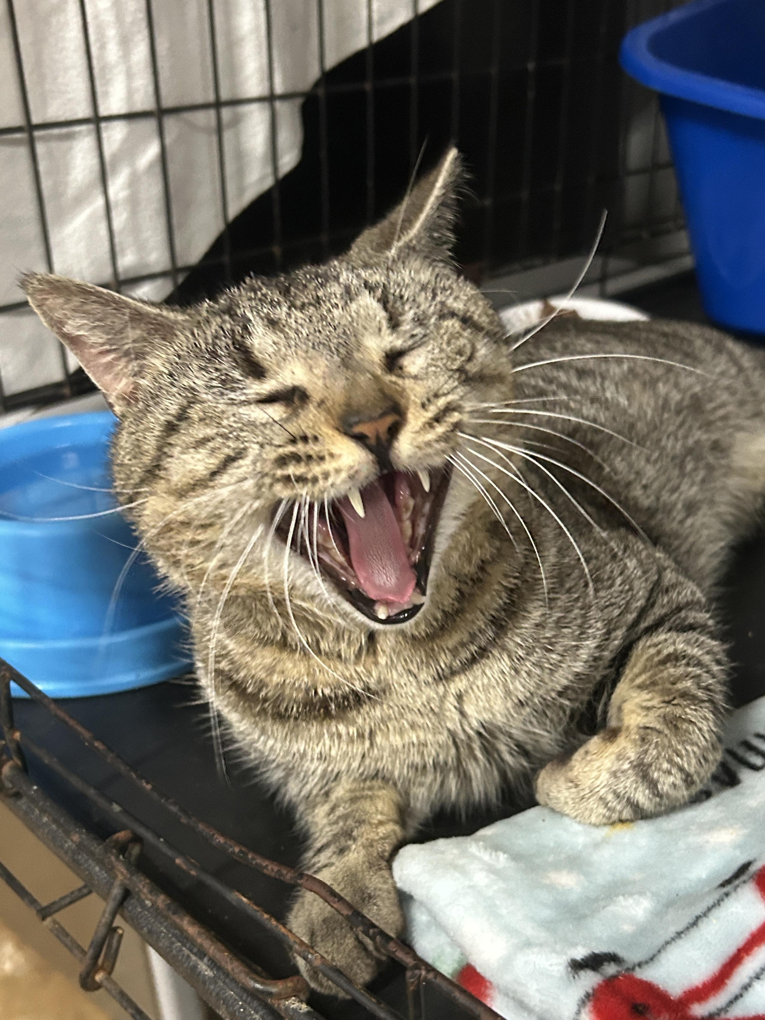 Enlarge Biggie Smalls, a Adoptable mixed breed in Marble Falls, TX image 3/3