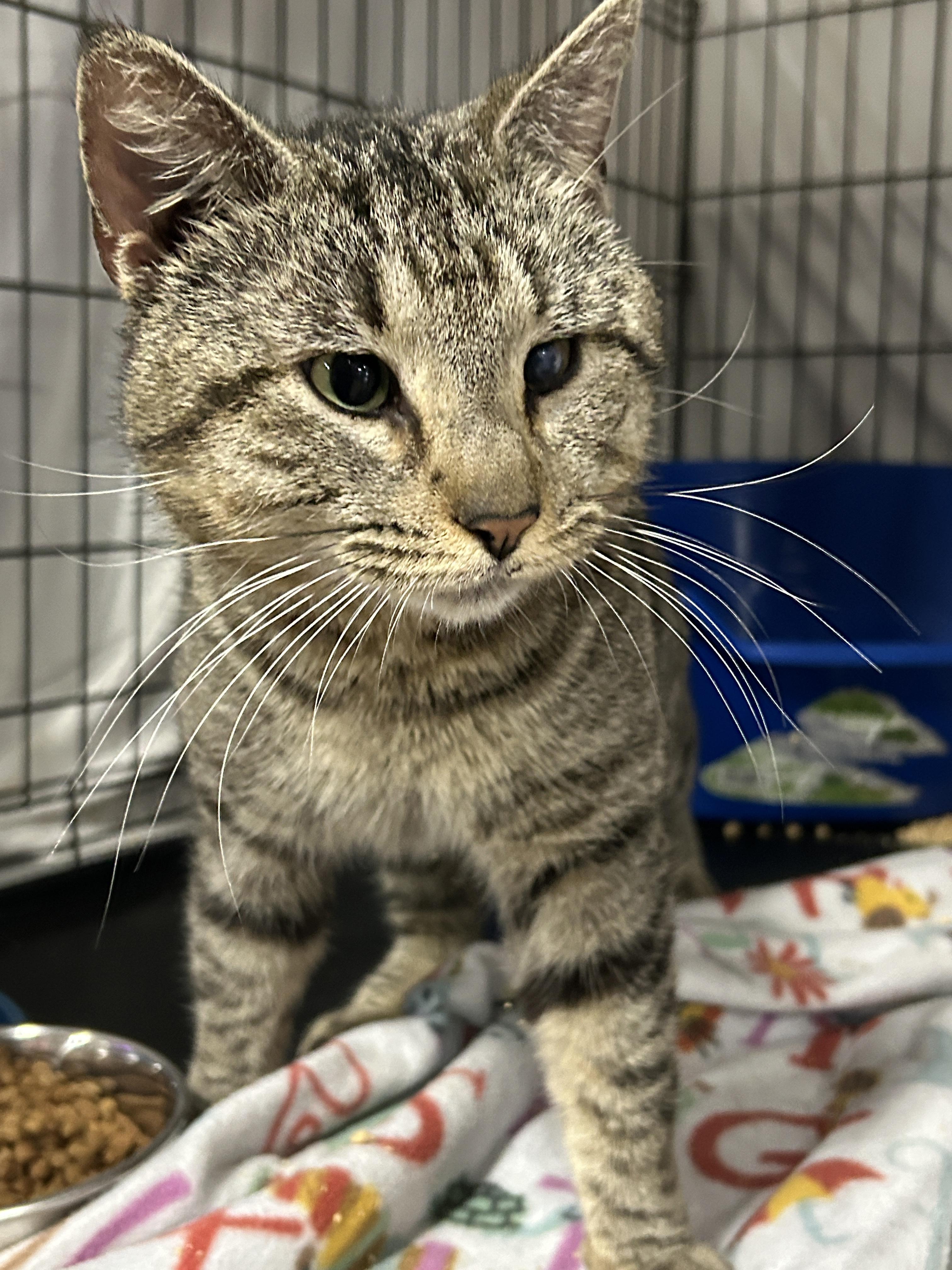 Biggie Smalls, Adoptable, Adult Male Tabby & American Shorthair.