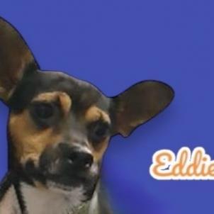 Eddie, Adoptable, Adult Male Chihuahua & Miniature Pinscher.
