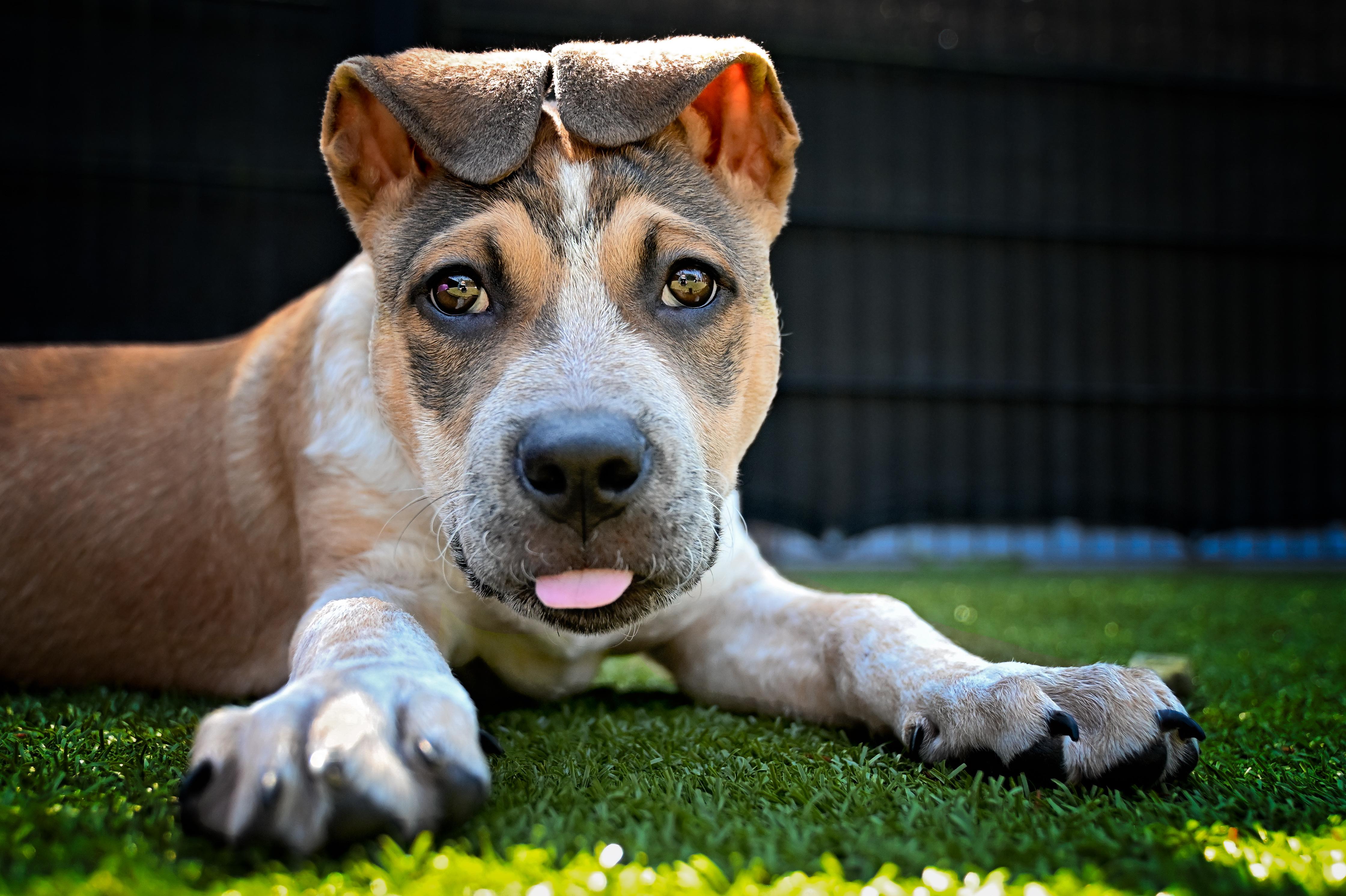 Circe, ADOPTABLE, Puppy Female Australian Cattle Dog / Blue Heeler.