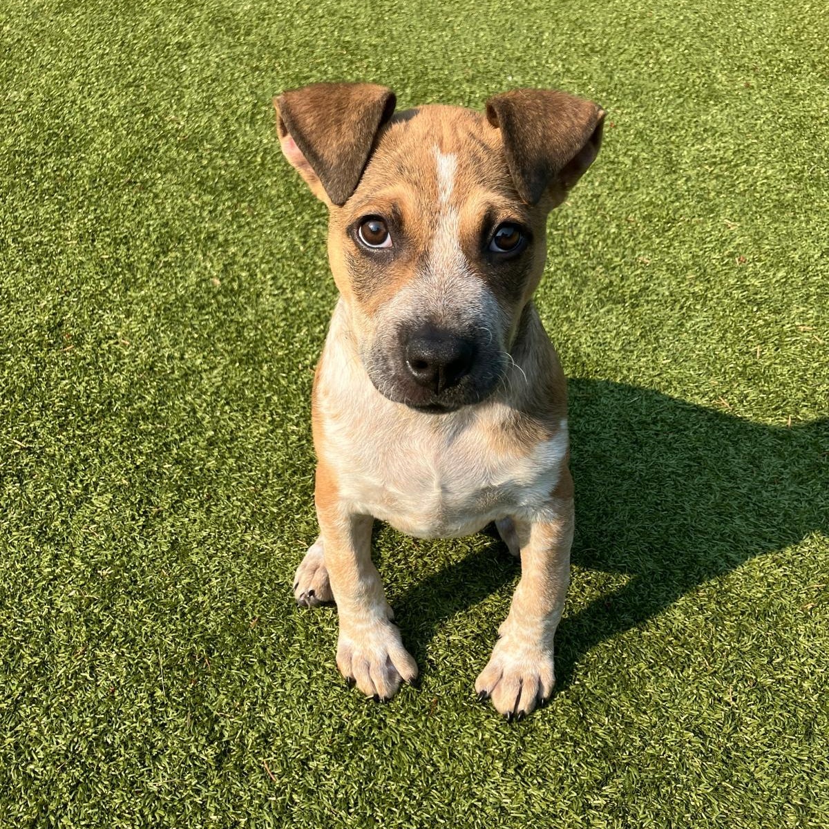 Enlarge Circe, a ADOPTABLE mixed breed in Friday Harbor, WA image 3/4