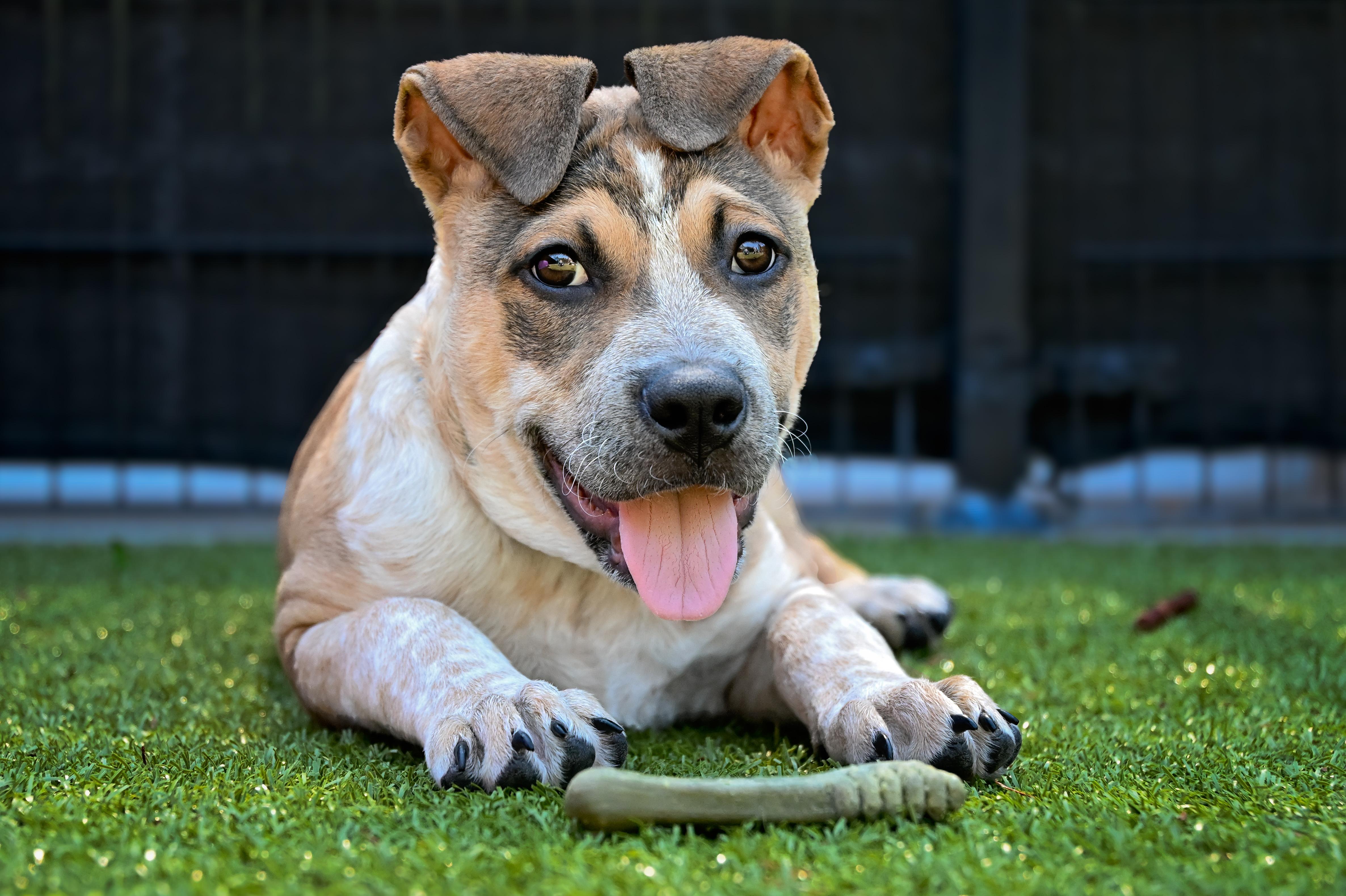 Enlarge Circe, a ADOPTABLE mixed breed in Friday Harbor, WA image 2/4