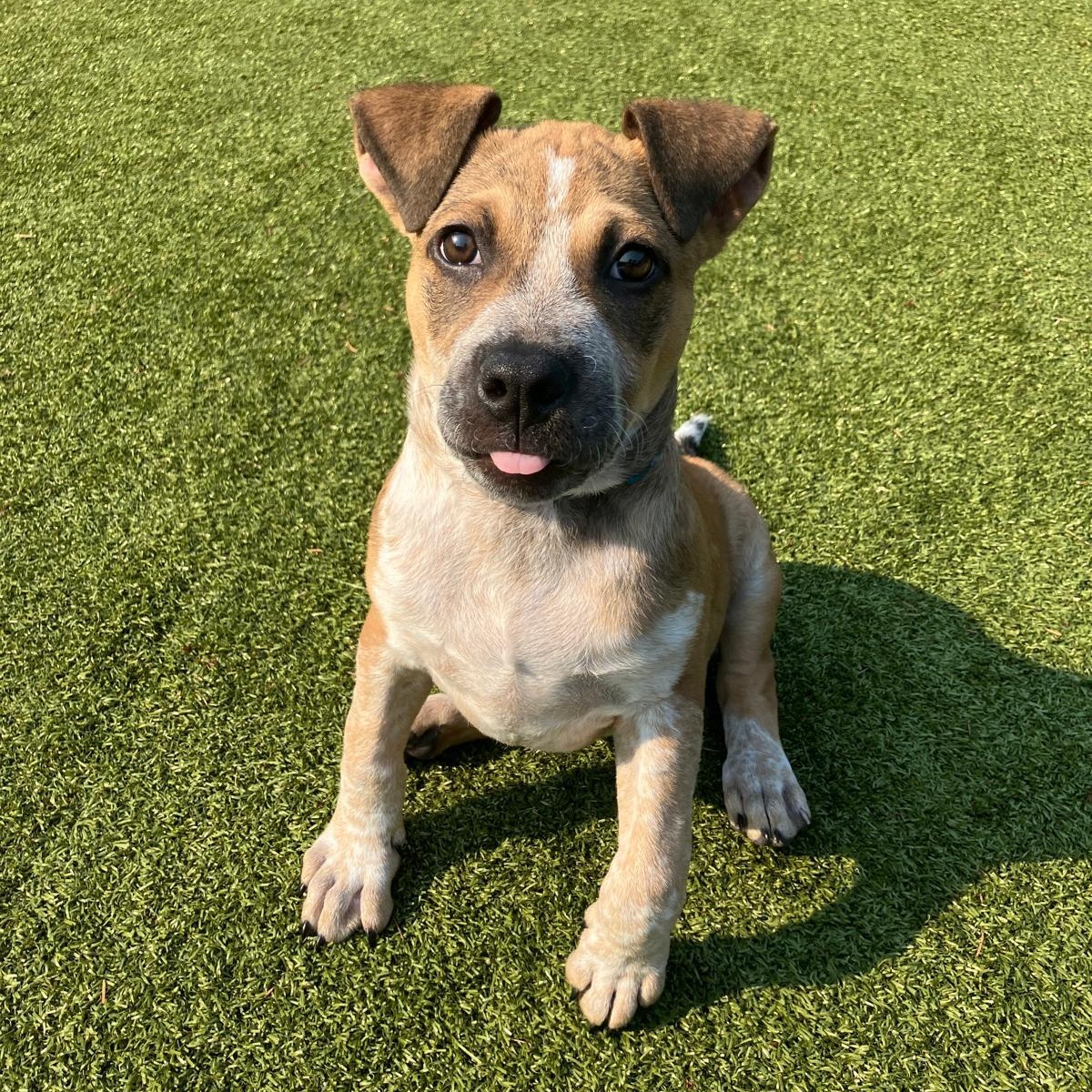 Enlarge Circe, a ADOPTABLE mixed breed in Friday Harbor, WA image 4/4