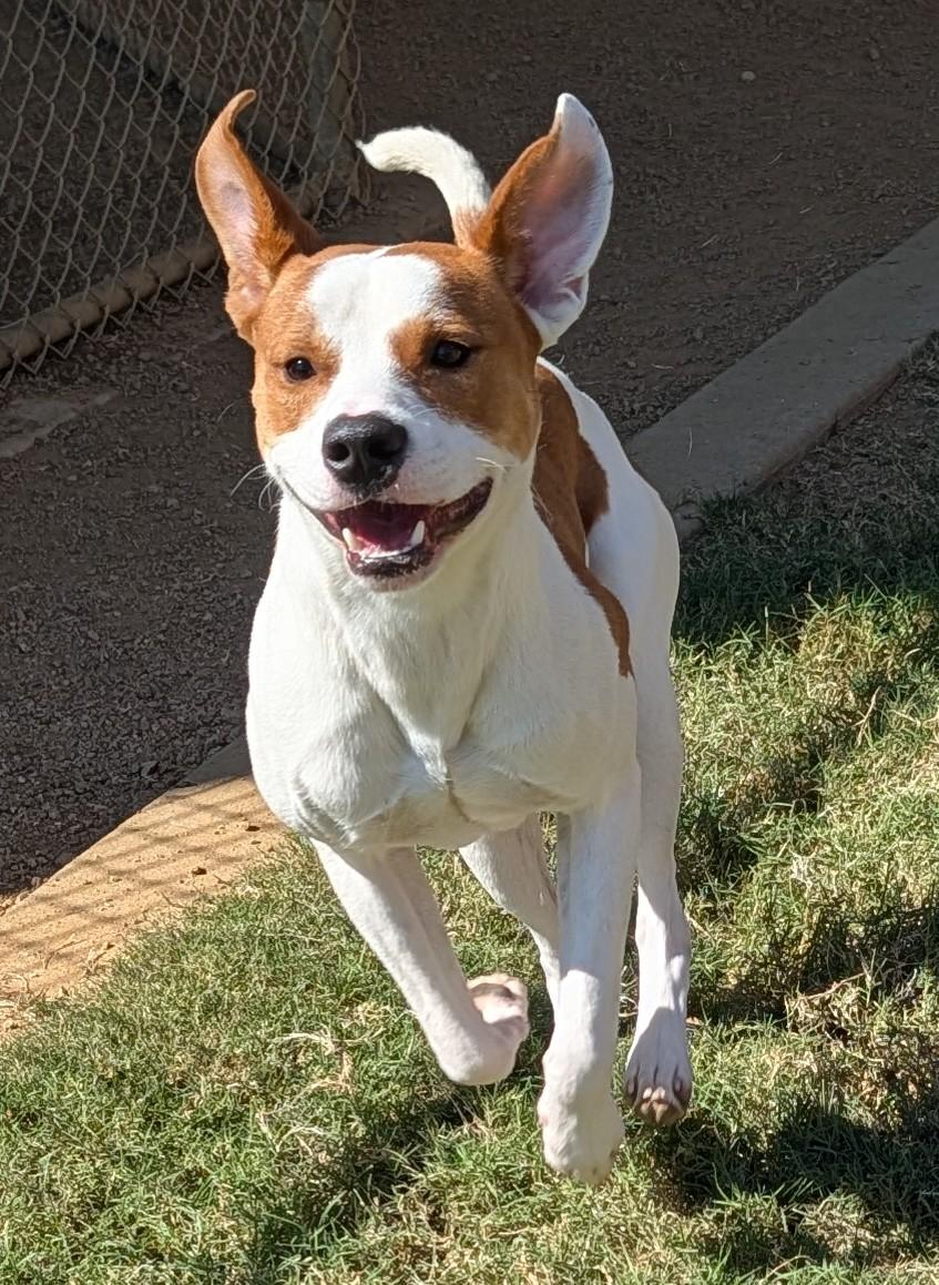 Enlarge Cody A220959, a Adoptable mixed breed in Plano, TX image 5/6