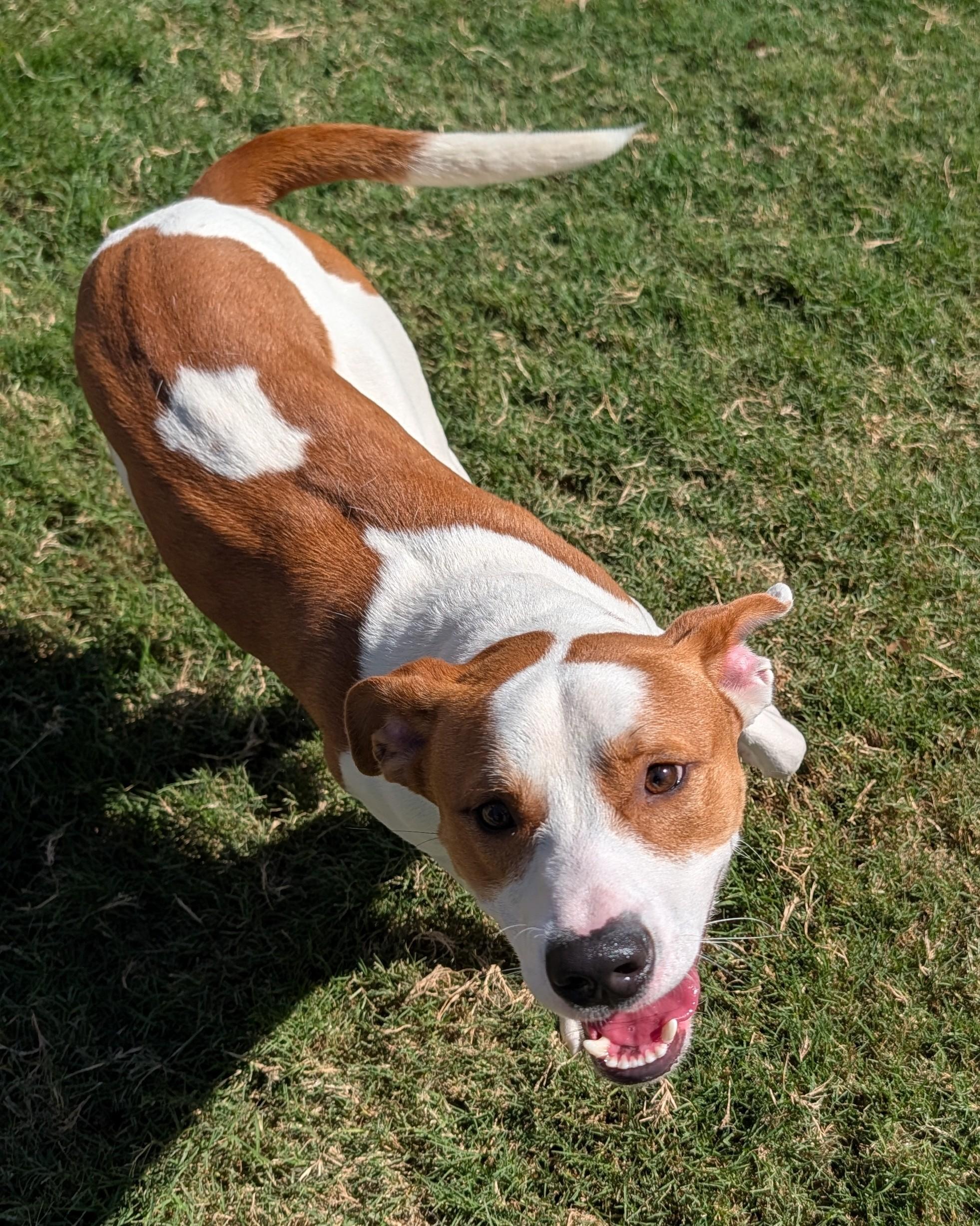 Enlarge Cody A220959, a Adoptable mixed breed in Plano, TX image 3/6
