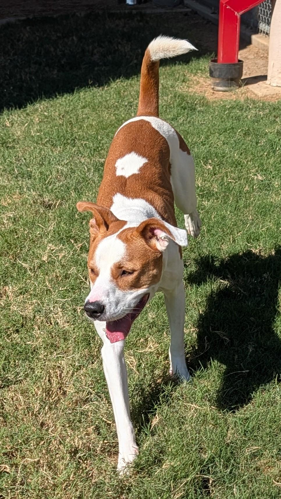 Enlarge Cody A220959, a Adoptable mixed breed in Plano, TX image 6/6