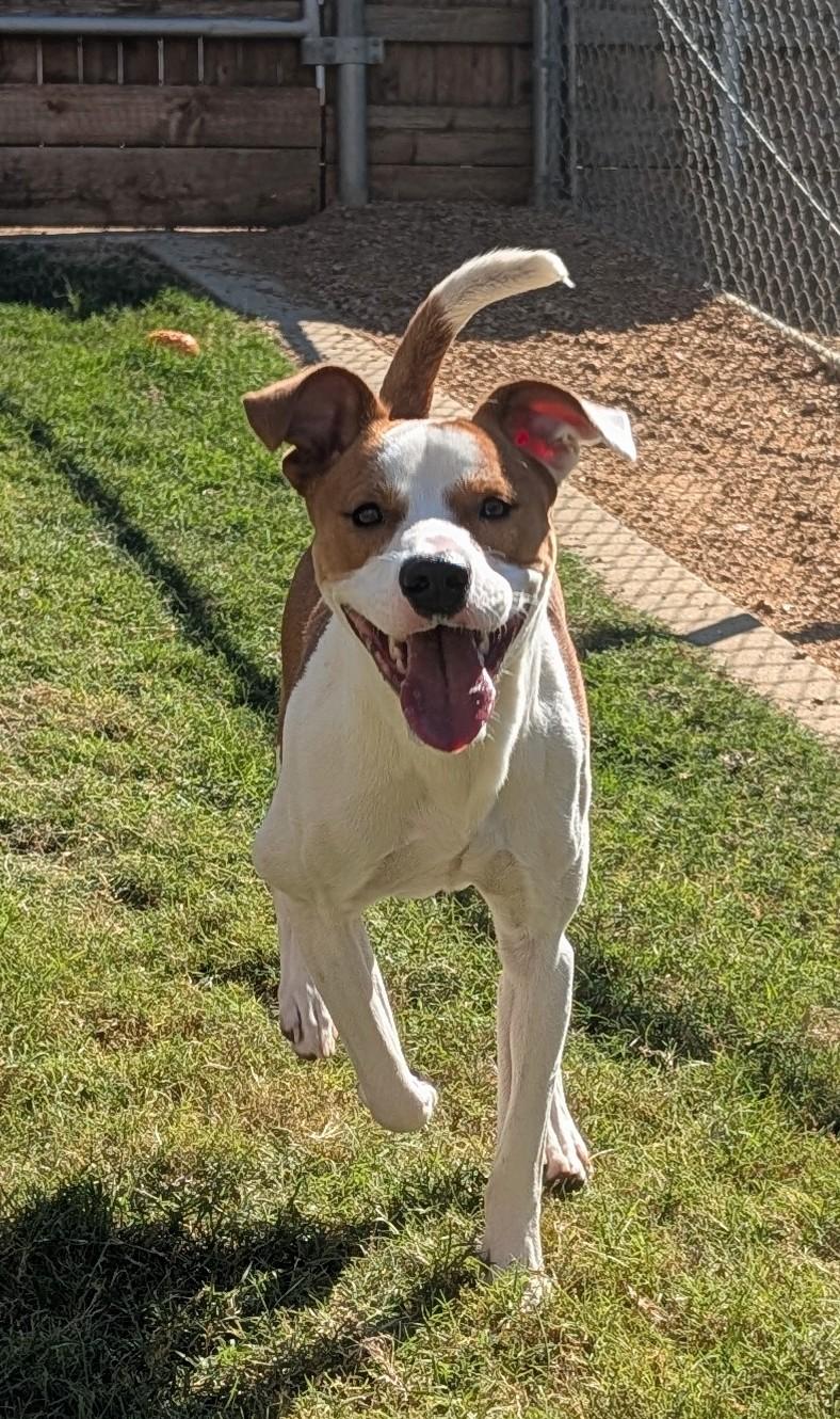 Enlarge Cody A220959, a Adoptable mixed breed in Plano, TX image 2/6