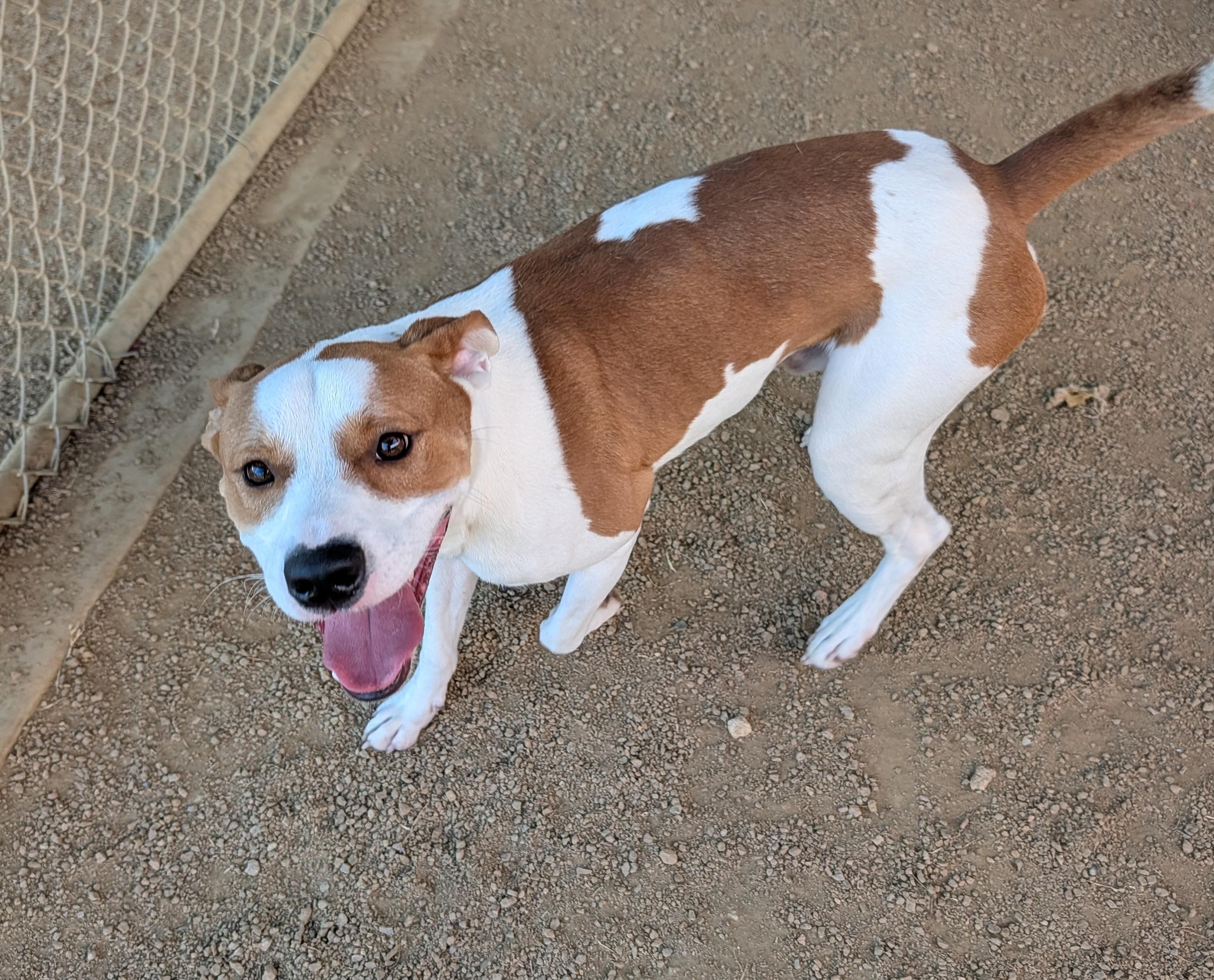 Enlarge Cody A220959, a Adoptable mixed breed in Plano, TX image 4/6