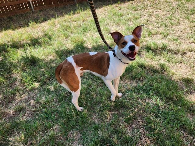 Enlarge Cody A220959, a Adoptable mixed breed in Plano, TX image 1/6