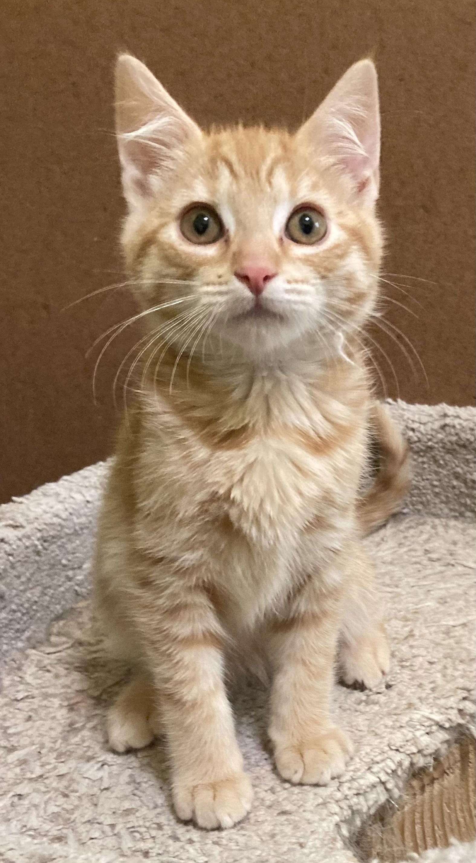 Izzy, Adoptable, Kitten Male Domestic Long Hair & Tabby.