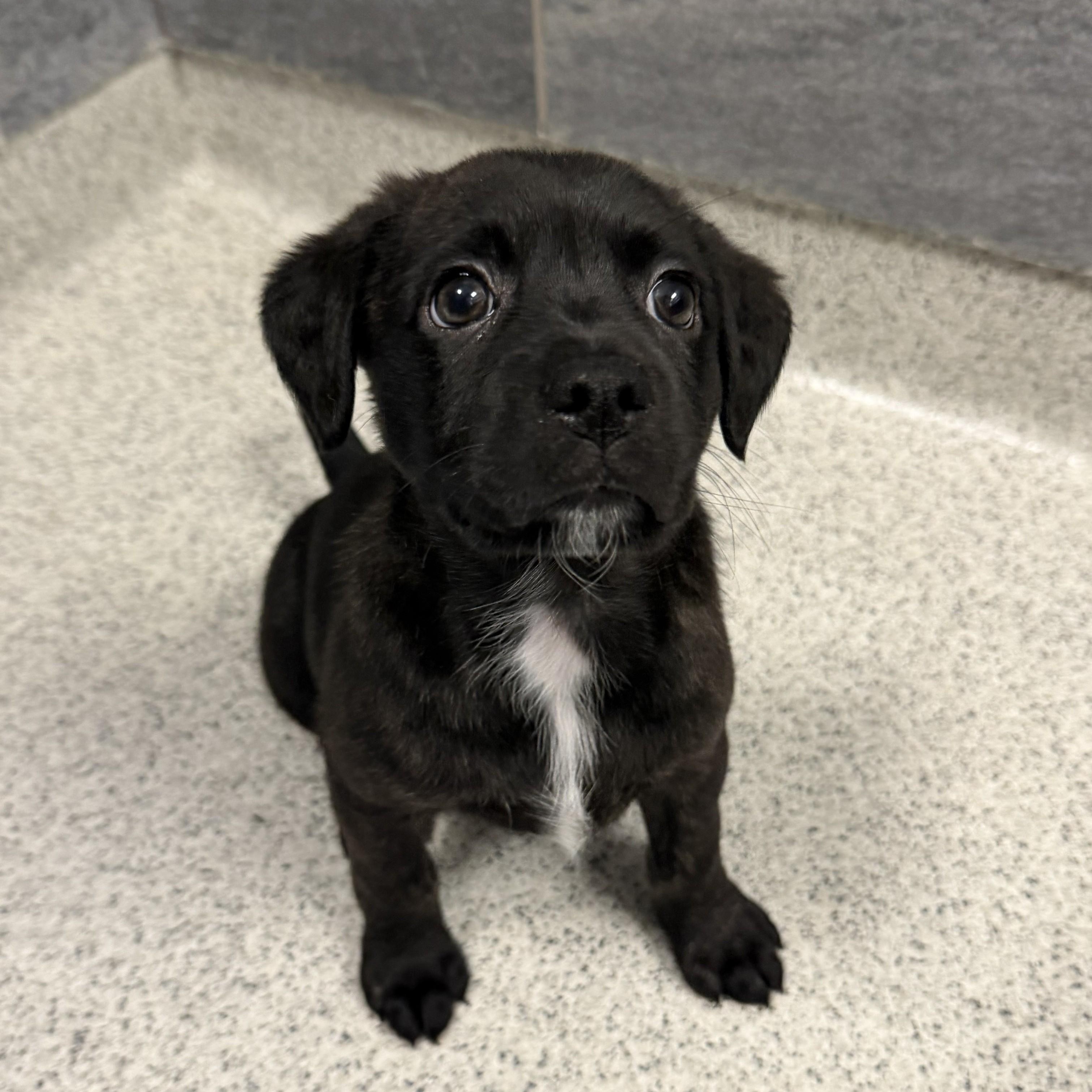 Enlarge Chloe, an adopted Mixed Breed in Cooperstown, NY image 1/1