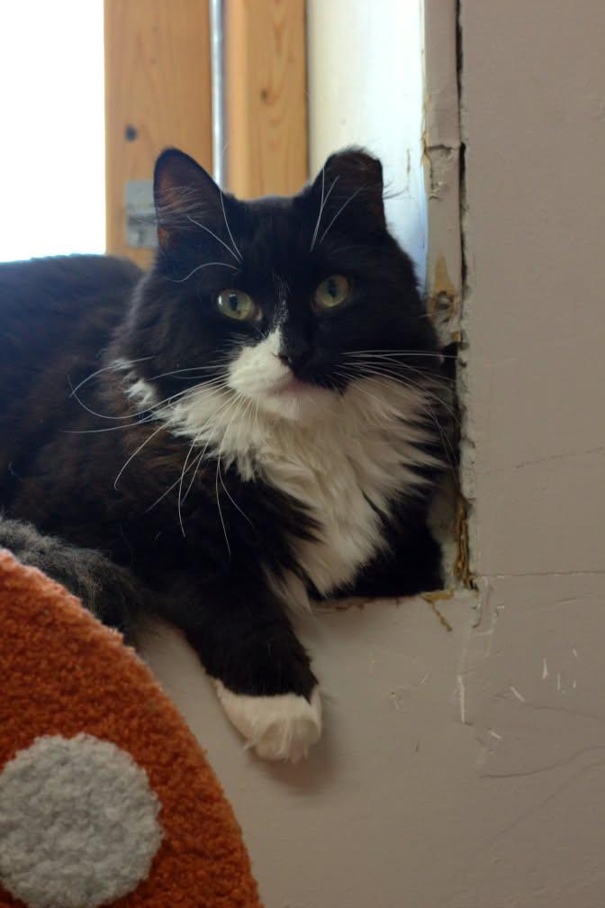 Piccolo, Adoptable, Adult Female Domestic Short Hair.